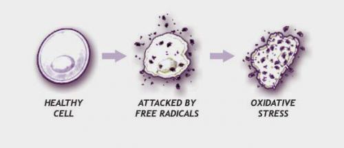 После 55: лучшие продукты для питания женщины 05