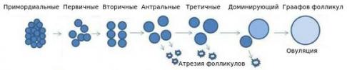 Какие методы восстановления яичников и репродуктивной функции женщины существуют