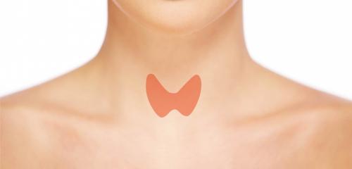 Щитовидная железа и женское здоровье: важность правильной работы 06 Щитовидная железа и женское здоровье: важность правильной работы 06