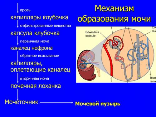 Ощущение полного мочевого пузыря, а мочи мало. Ложные позывы к мочеиспусканию