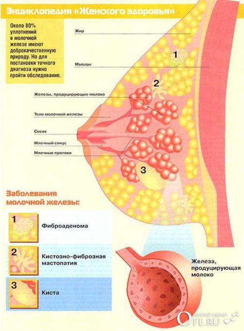 Каковы преимущества эвалара перед другими методами лечения мастопатии. Правила применения мазей при мастопатии