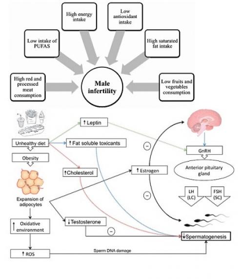 Питание для женщин: какие продукты помогут сохранить здоровье яйцеклеток 02 Питание для женщин: какие продукты помогут сохранить здоровье яйцеклеток 02