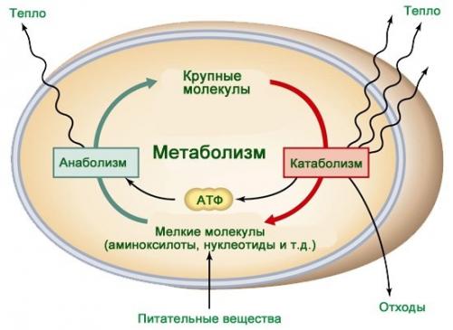 Есть ли определенные временные рамки для употребления пищи при диете для женщин посл.  Правила питания для женщин после 40 лет